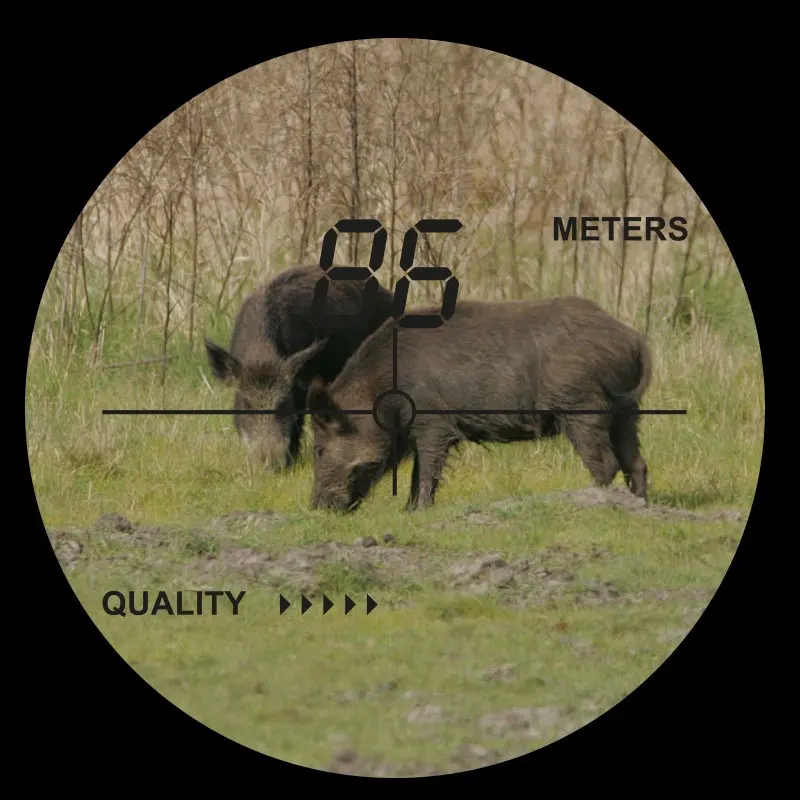 Blick durch einen Entfernungsmesser auf zwei äsende Wildschweine, digitale Anzeige zeigt '85 METERS'.